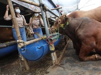 Jokowi Sebar Sapi Kurban Tiap Provinsi, Harga Nyaris Rp100 JT