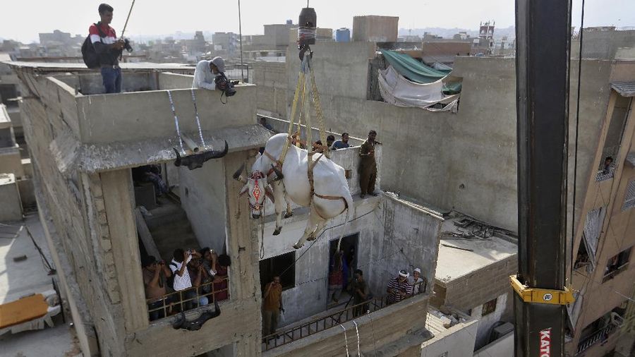 People try to control a bull so it can be loaded into a truck, after buying it for the upcoming Muslim Eid al-Adha or Feast of Sacrifice holiday, at a cattle market in Peshawar, Pakistan, Tuesday, July 13, 2021. Eid al-Adha, the most important Islamic holiday, marks the willingness of the Prophet Ibrahim, Abraham to Christians and Jews, to sacrifice his son. During the holiday, which in most places lasts four days, Muslims slaughter sheep or cattle, distribute part of the meat to the poor and eat the rest. (AP Photo/Muhammad Sajjad)