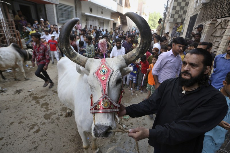 Pasar Hewan Kurban di Pakistan People try to control a bull so it can be loaded into a truck, after buying it for the upcoming Muslim Eid al-Adha or Feast of Sacrifice holiday, at a cattle market in Peshawar, Pakistan, Tuesday, July 13, 2021. Eid al-Adha, the most important Islamic holiday, marks the willingness of the Prophet Ibrahim, Abraham to Christians and Jews, to sacrifice his son. During the holiday, which in most places lasts four days, Muslims slaughter sheep or cattle, distribute part of the meat to the poor and eat the rest. (AP Photo/Muhammad Sajjad)