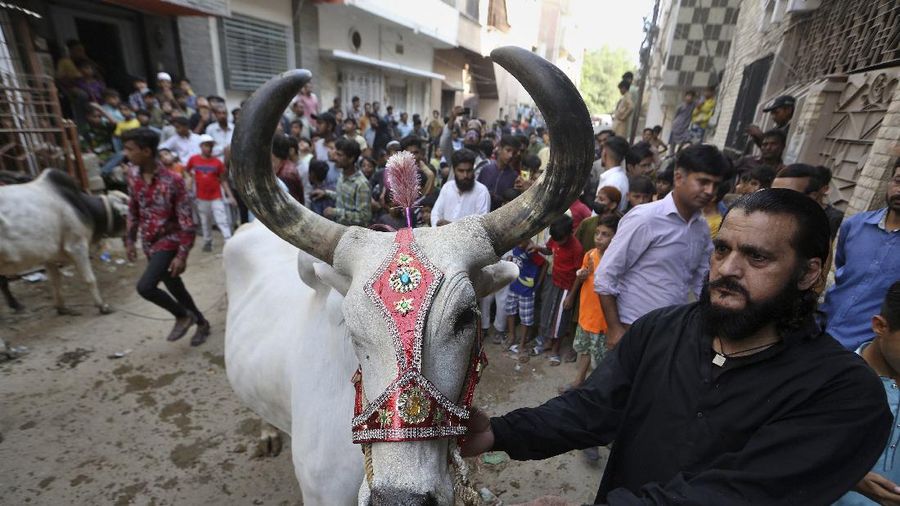 People try to control a bull so it can be loaded into a truck, after buying it for the upcoming Muslim Eid al-Adha or Feast of Sacrifice holiday, at a cattle market in Peshawar, Pakistan, Tuesday, July 13, 2021. Eid al-Adha, the most important Islamic holiday, marks the willingness of the Prophet Ibrahim, Abraham to Christians and Jews, to sacrifice his son. During the holiday, which in most places lasts four days, Muslims slaughter sheep or cattle, distribute part of the meat to the poor and eat the rest. (AP Photo/Muhammad Sajjad)