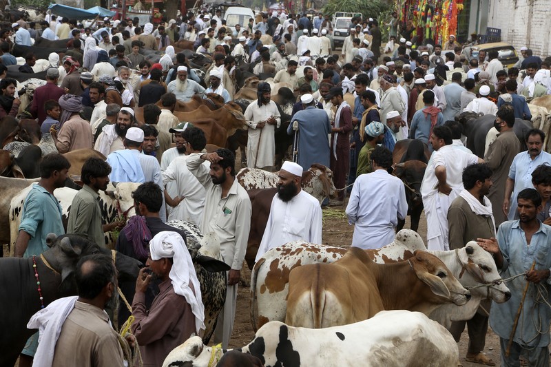 Pasar Hewan Kurban di Pakistan People try to control a bull so it can be loaded into a truck, after buying it for the upcoming Muslim Eid al-Adha or Feast of Sacrifice holiday, at a cattle market in Peshawar, Pakistan, Tuesday, July 13, 2021. Eid al-Adha, the most important Islamic holiday, marks the willingness of the Prophet Ibrahim, Abraham to Christians and Jews, to sacrifice his son. During the holiday, which in most places lasts four days, Muslims slaughter sheep or cattle, distribute part of the meat to the poor and eat the rest. (AP Photo/Muhammad Sajjad)