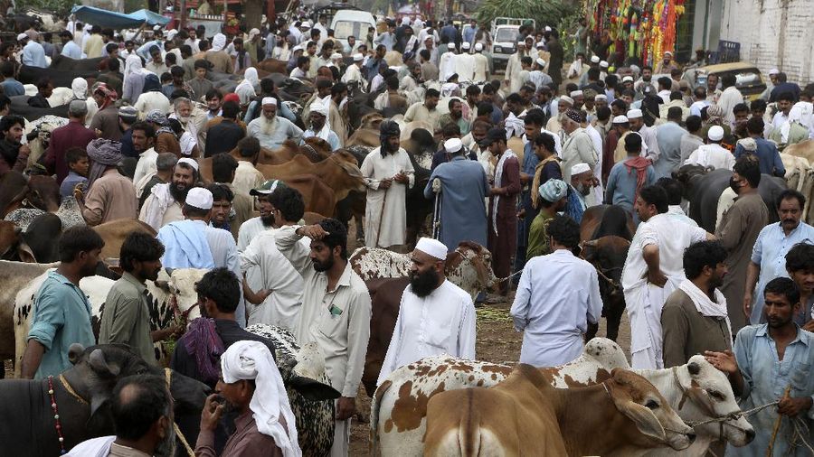 People try to control a bull so it can be loaded into a truck, after buying it for the upcoming Muslim Eid al-Adha or Feast of Sacrifice holiday, at a cattle market in Peshawar, Pakistan, Tuesday, July 13, 2021. Eid al-Adha, the most important Islamic holiday, marks the willingness of the Prophet Ibrahim, Abraham to Christians and Jews, to sacrifice his son. During the holiday, which in most places lasts four days, Muslims slaughter sheep or cattle, distribute part of the meat to the poor and eat the rest. (AP Photo/Muhammad Sajjad)