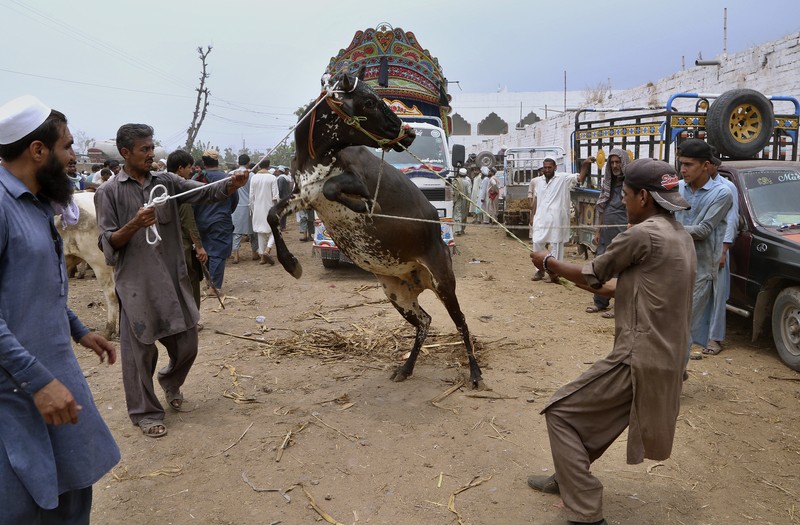 People try to control a bull so it can be loaded into a truck, after buying it for the upcoming Muslim Eid al-Adha or Feast of Sacrifice holiday, at a cattle market in Peshawar, Pakistan, Tuesday, July 13, 2021. Eid al-Adha, the most important Islamic holiday, marks the willingness of the Prophet Ibrahim, Abraham to Christians and Jews, to sacrifice his son. During the holiday, which in most places lasts four days, Muslims slaughter sheep or cattle, distribute part of the meat to the poor and eat the rest. (AP Photo/Muhammad Sajjad)