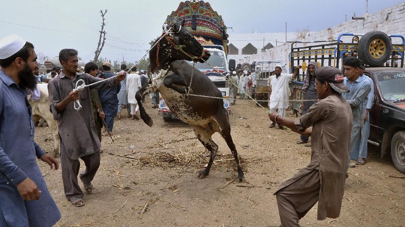 People try to control a bull so it can be loaded into a truck, after buying it for the upcoming Muslim Eid al-Adha or Feast of Sacrifice holiday, at a cattle market in Peshawar, Pakistan, Tuesday, July 13, 2021. Eid al-Adha, the most important Islamic holiday, marks the willingness of the Prophet Ibrahim, Abraham to Christians and Jews, to sacrifice his son. During the holiday, which in most places lasts four days, Muslims slaughter sheep or cattle, distribute part of the meat to the poor and eat the rest. (AP Photo/Muhammad Sajjad)
