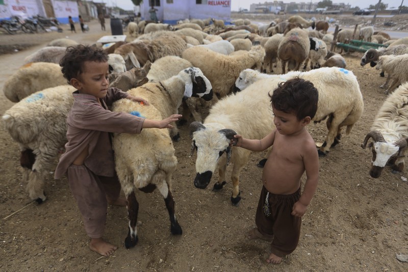 Pasar Hewan Kurban di Pakistan People try to control a bull so it can be loaded into a truck, after buying it for the upcoming Muslim Eid al-Adha or Feast of Sacrifice holiday, at a cattle market in Peshawar, Pakistan, Tuesday, July 13, 2021. Eid al-Adha, the most important Islamic holiday, marks the willingness of the Prophet Ibrahim, Abraham to Christians and Jews, to sacrifice his son. During the holiday, which in most places lasts four days, Muslims slaughter sheep or cattle, distribute part of the meat to the poor and eat the rest. (AP Photo/Muhammad Sajjad)