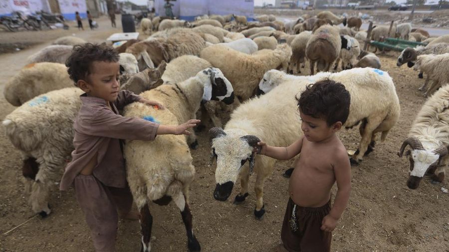 People try to control a bull so it can be loaded into a truck, after buying it for the upcoming Muslim Eid al-Adha or Feast of Sacrifice holiday, at a cattle market in Peshawar, Pakistan, Tuesday, July 13, 2021. Eid al-Adha, the most important Islamic holiday, marks the willingness of the Prophet Ibrahim, Abraham to Christians and Jews, to sacrifice his son. During the holiday, which in most places lasts four days, Muslims slaughter sheep or cattle, distribute part of the meat to the poor and eat the rest. (AP Photo/Muhammad Sajjad)