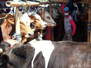 Pengusaha Sapi di NTT Keluhkan Kuota Pengiriman ke Jawa-Kalimantan