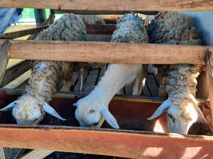 Simak Cara Memilih Kambing Kurban yang Sehat Sesuai Syariat Islam
