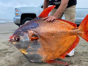 Ini Satu-satunya Ikan Berdarah Panas di Dunia, Pernah Lihat?