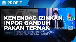 Harga Jagung Tinggi, Impor Gandum Pakan Ternak Diizinkan