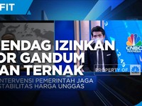 Harga Jagung Tinggi, Impor Gandum Pakan Ternak Diizinkan