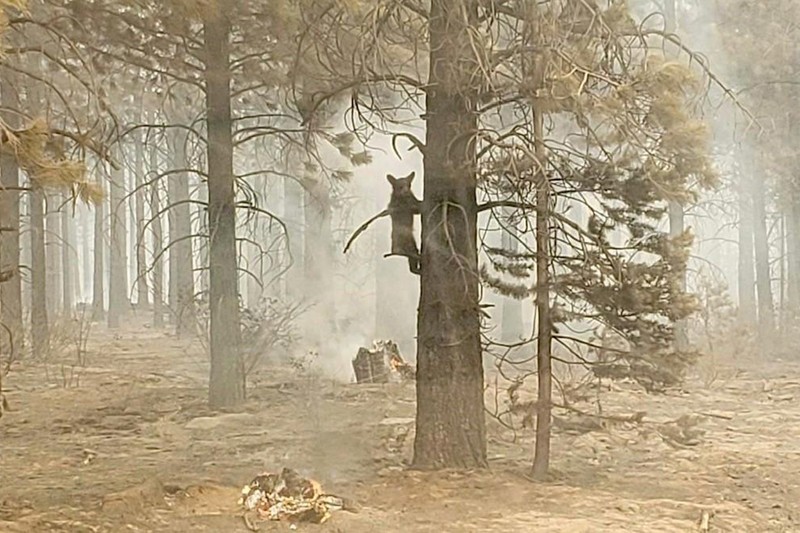 A sign damaged by the Bootleg Fire stands among the haze on Thursday, July 22, 2021, near Paisley, Ore. (AP Photo/Nathan Howard)