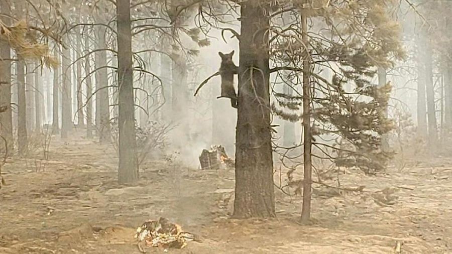 A sign damaged by the Bootleg Fire stands among the haze on Thursday, July 22, 2021, near Paisley, Ore. (AP Photo/Nathan Howard)