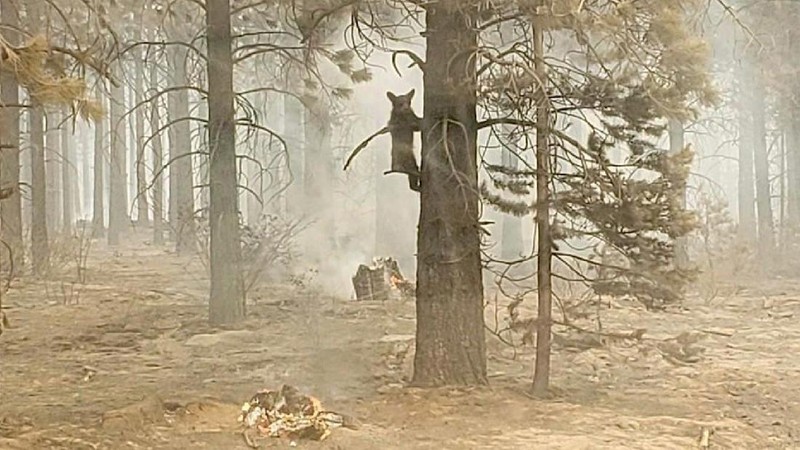 A sign damaged by the Bootleg Fire stands among the haze on Thursday, July 22, 2021, near Paisley, Ore. (AP Photo/Nathan Howard)