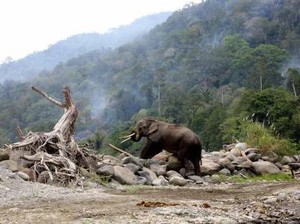 Kronologi Gajah Liar Serang Warga di Pelalawan