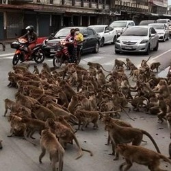 Viral! Gegara Covid, Geng Monyet 'Tawuran' di Thailand