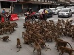 Seram Betul, Monyet Bantai Puluhan Anak Anjing di India