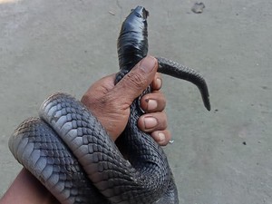 Terjebak Jaring di Kolam Ikan, Kobra Jawa 1,5 Meter Ditangkap di Wonosari