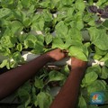 RI Ternyata Punya Tanaman Penghasil Emas, Terbesar di Dunia!