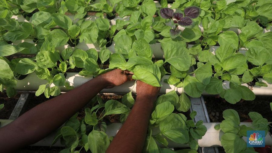 Tanaman dengan sistem hidroponik di kawasan Bojongsari, Depok, Jumat (30/7/2021). (CNBC Indonesia/Andrean Kristianto)