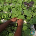 RI Punya Tanaman Penghasil Emas, Tersebar di Sekitar Rumah?