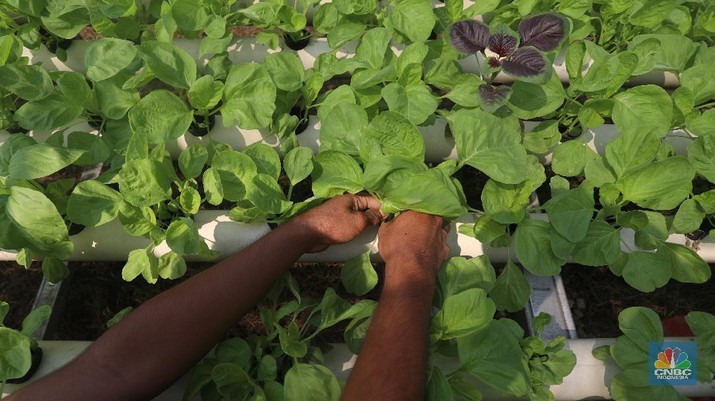 Tanaman dengan sistem hidroponik di kawasan Bojongsari, Depok, Jumat (30/7/2021). (CNBC Indonesia/Andrean Kristianto)