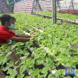 Wow! RI Ternyata Punya Tanaman Penghasil Emas, Ini Lokasinya