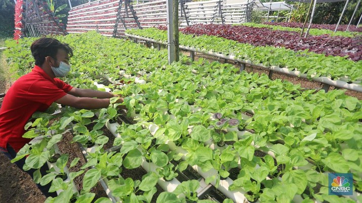Tanaman dengan sistem hidroponik di kawasan Bojongsari, Depok, Jumat (30/7/2021). (CNBC Indonesia/Andrean Kristianto) Tanaman dengan sistem hidroponik di kawasan Bojongsari, Depok, Jumat (30/7/2021). (CNBC Indonesia/Andrean Kristianto)