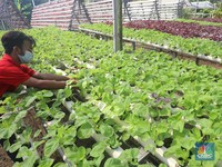 Terungkap, Ada Air 'Sakti' Untuk Siram Tanaman!