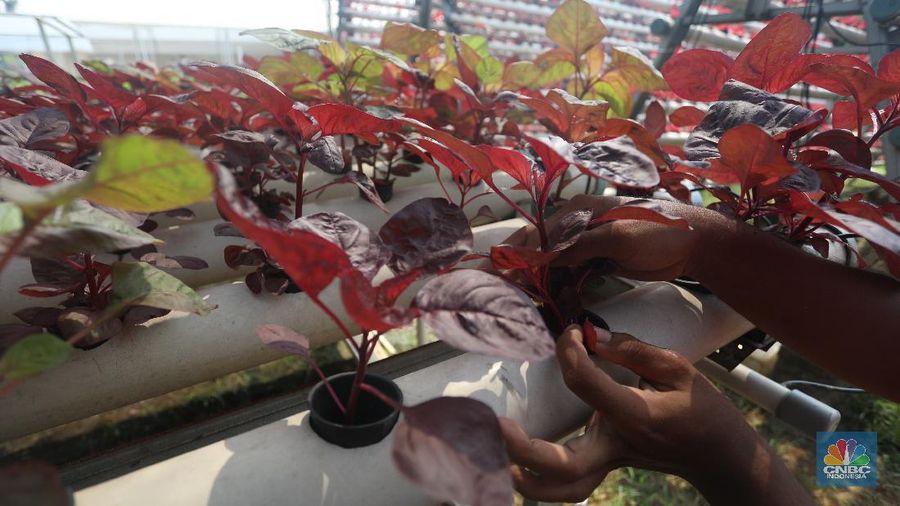 Tanaman dengan sistem hidroponik di kawasan Bojongsari, Depok, Jumat (30/7/2021). (CNBC Indonesia/Andrean Kristianto)