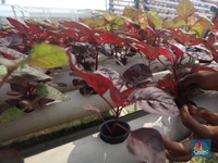 Hasil Peradaban Islam, Tak Banyak yang Tahu Bayam Berasal dari Iran