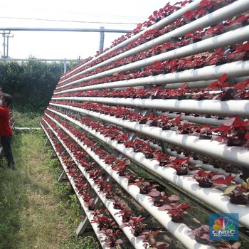 Intip Bisnis Urban Farming yang Cuan Saat Pandemi Masih Ganas
