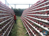 Intip Bisnis Urban Farming yang Cuan Saat Pandemi Masih Ganas