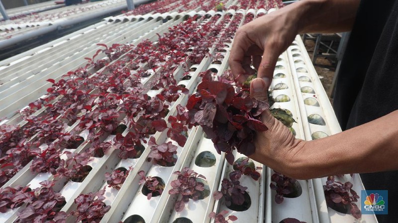 Tanaman dengan sistem hidroponik di kawasan Bojongsari, Depok, Jumat (30/7/2021). (CNBC Indonesia/Andrean Kristianto)