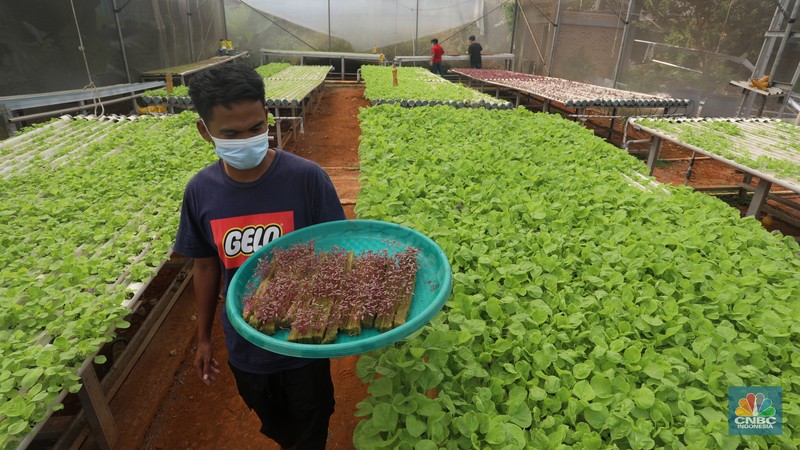 Tanaman dengan sistem hidroponik di kawasan Bojongsari, Depok, Jumat (30/7/2021). (CNBC Indonesia/Andrean Kristianto)