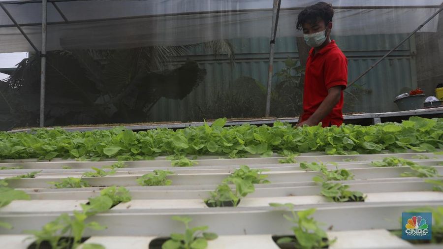 Tanaman dengan sistem hidroponik di kawasan Bojongsari, Depok, Jumat (30/7/2021). (CNBC Indonesia/Andrean Kristianto)