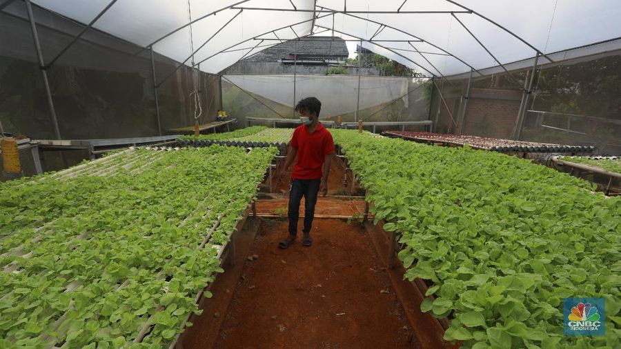 Tanaman dengan sistem hidroponik di kawasan Bojongsari, Depok, Jumat (30/7/2021). (CNBC Indonesia/Andrean Kristianto)