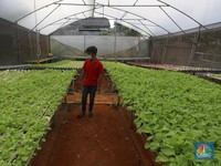 Tanda Kiamat Makin Banyak, Manusia Bisa Selamat Berkat Sayur