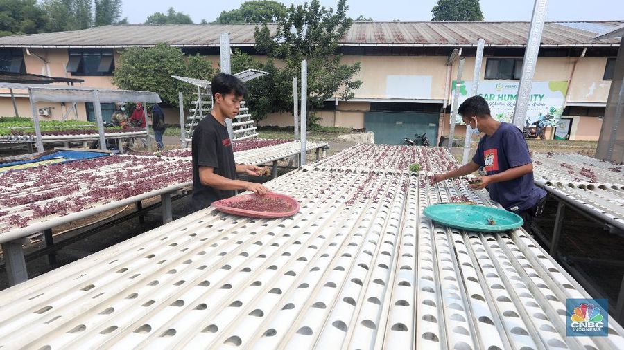 Tanaman dengan sistem hidroponik di kawasan Bojongsari, Depok, Jumat (30/7/2021). (CNBC Indonesia/Andrean Kristianto)