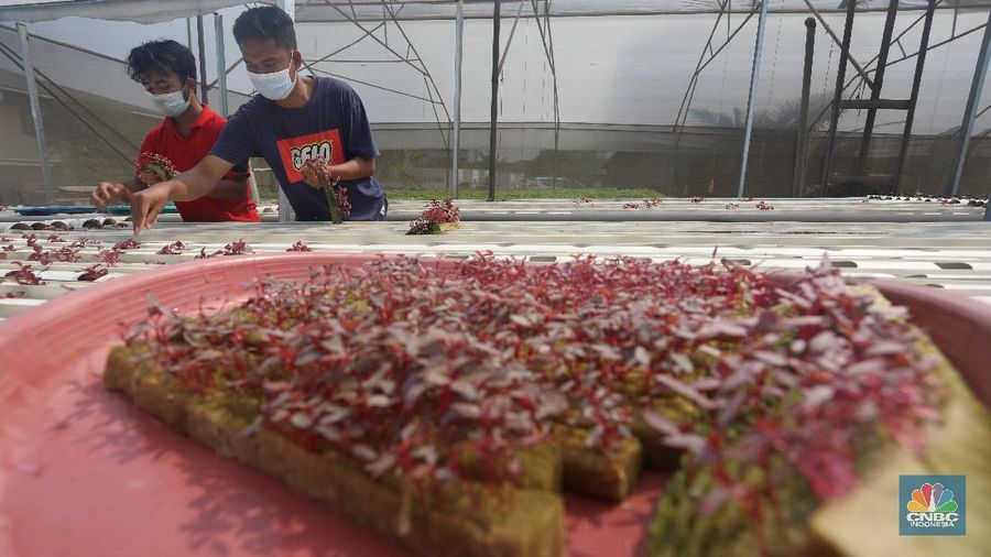 Tanaman dengan sistem hidroponik di kawasan Bojongsari, Depok, Jumat (30/7/2021). (CNBC Indonesia/Andrean Kristianto)