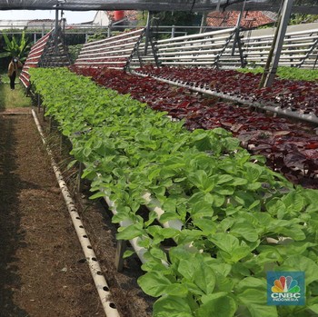 Melihat Tanaman Asal Indonesia yang Bisa Menghasilkan Emas