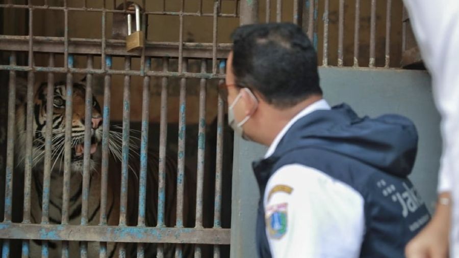 Hari dan Tino, Harimau Sumatera di Taman Margasatwa Ragunan yang didiagnosis positif COVID-19  (Instagram/Anies Baswedan)
