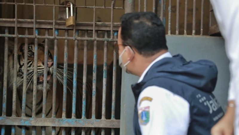 Hari dan Tino, Harimau Sumatera di Taman Margasatwa Ragunan yang didiagnosis positif COVID-19  (Instagram/Anies Baswedan)