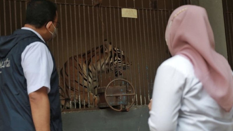 Hari dan Tino, Harimau Sumatera di Taman Margasatwa Ragunan yang didiagnosis positif COVID-19  (Instagram/Anies Baswedan)