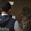 Intip 2 Harimau Sumatera Terpapar Covid-19 di Ragunan