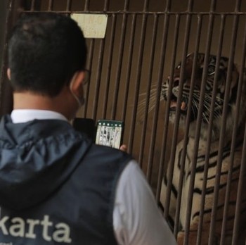 Intip 2 Harimau Sumatera Terpapar Covid-19 di Ragunan