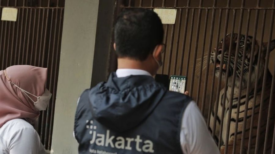 Hari dan Tino, Harimau Sumatera di Taman Margasatwa Ragunan yang didiagnosis positif COVID-19  (Instagram/Anies Baswedan)