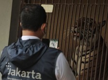 Intip 2 Harimau Sumatera Terpapar Covid-19 di Ragunan