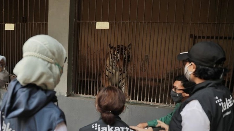 Hari dan Tino, Harimau Sumatera di Taman Margasatwa Ragunan yang didiagnosis positif COVID-19  (Instagram/Anies Baswedan)