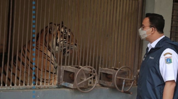 Hari dan Tino, Harimau Sumatera di Taman Margasatwa Ragunan yang didiagnosis positif COVID-19  (Instagram/Anies Baswedan)